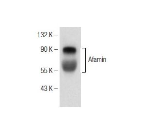 Afamin Antibody (G-10) - Western Blotting - Image 150957 