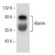 Afamin Antibody (G-10) - Western Blotting - Image 150957 