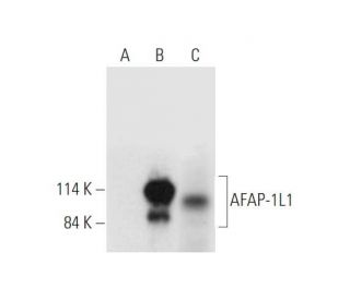 AFAP-1L1 Antibody (D-6) - Western Blotting - Image 332780 