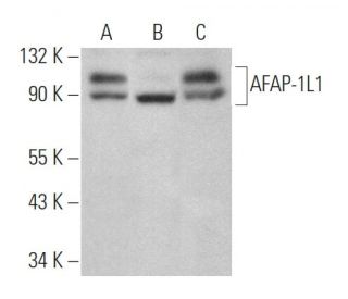 AFAP-1L1 Antibody (D-7) - Western Blotting - Image 368999 