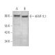 AFAP-1L1 Antibody (D-7) - Western Blotting - Image 368992 
