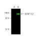 AFAP-1L2 Antibody (12) - Western Blotting - Image 385508 