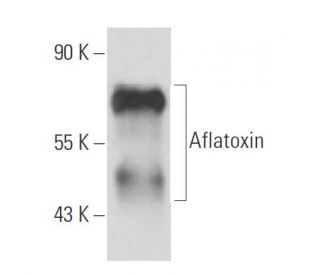 Aflatoxin Antibody (AFC-13) - Western Blotting - Image 15743