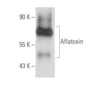 Aflatoxin Antibody (AFC-6) - Western Blotting - Image 15742