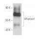 Aflatoxin Antibody (AFC-6) - Western Blotting - Image 15742