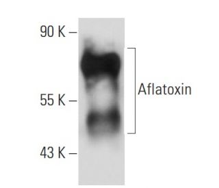 Aflatoxin Antibody (AFC-7) - Western Blotting - Image 15744