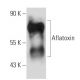 Aflatoxin Antibody (AFC-7) - Western Blotting - Image 15744