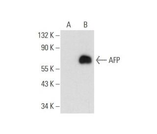 AFP/Alpha fetoprotein Antibody (E-7) - Western Blotting - Image 294578
