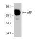 AFP/Alpha fetoprotein Antibody (AFP05) - Western Blotting - Image 19555