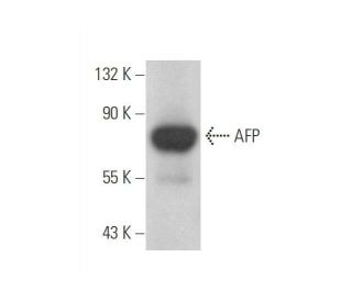 AFP/Alpha fetoprotein Antibody (C3) - Western Blotting - Image 352745 