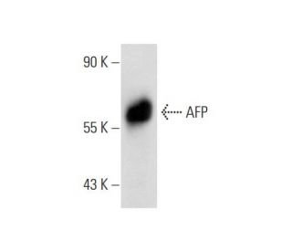 AFP/Alpha fetoprotein Antibody (F-8) - Western Blotting - Image 144999 