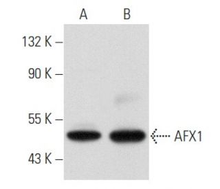 AFX1 Antibody (A-7) - Western Blotting - Image 356843 