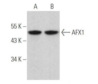 AFX1 Antibody (A-7) - Western Blotting - Image 363761