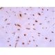 aggrecan Antibody (4F4) - Immunohistochemistry - Image 382986 
