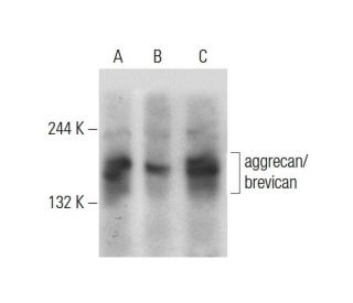 aggrecan/brevican Antibody (D-4) - Western Blotting - Image 127271 
