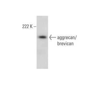 aggrecan/brevican Antibody (D-4) - Western Blotting - Image 300154 
