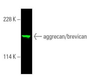 aggrecan/brevican Antibody (D-4) - Western Blotting - Image 389451Each CRISPR/Cas9 Knockout (KO) Plasmid product consists of a pool of 3 plasmids designed to ensure identification and cleavage of a specific gene for maximum knockout efficiency. Each plasmid encodes a unique 20 nt sequence derived from the GeCKO (v2) library. 