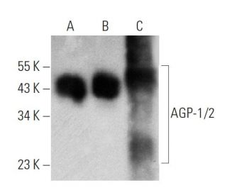 AGP-1/2 Antibody (F-4) - Western Blotting - Image 359935 