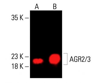 AGR2/3 Antibody (C-7) - Western Blotting - Image 414684