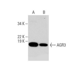 AGR3 Antibody (G-10) - Western Blotting - Image 291005 