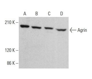 Agrin Antibody (D-2) - Western Blotting - Image 380744