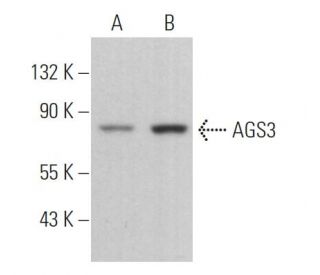AGS3 Antibody (G-2) - Western Blotting - Image 364360Each CRISPR/Cas9 Knockout (KO) Plasmid product consists of a pool of 3 plasmids designed to ensure identification and cleavage of a specific gene for maximum knockout efficiency. Each plasmid encodes a unique 20 nt sequence derived from the GeCKO (v2) library. 