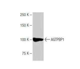 AGTPBP1 Antibody (LM-1A7) - Western Blotting - Image 64829 