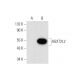 AGXT2L2 Antibody (C-11) - Western Blotting - Image 143536