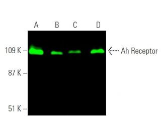 Ah Receptor Antibody (A-3) - Western Blotting - Image 372684 