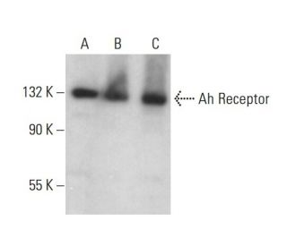 Ah Receptor Antibody (B-11) - Western Blotting - Image 376217 
