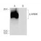 AHNAK Antibody (1G11) - Western Blotting - Image 64831