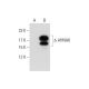AHNAK Antibody (1G11) - Western Blotting - Image 127873 