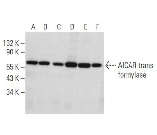 AICAR transformylase Antibody (H-3) - Western Blotting - Image 374151 