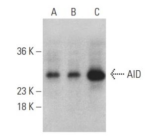 AID Antibody (H-3) - Western Blotting - Image 399463 