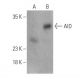 AID Antibody (H-3) - Western Blotting - Image 399461 