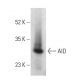 AID Antibody (H-3) - Western Blotting - Image 399462