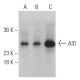 AID Antibody (H-3) - Western Blotting - Image 399463 