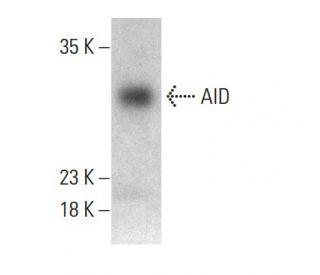 AID Antibody (ZA001) - Western Blotting - Image 385199