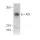 AID Antibody (ZA001) - Western Blotting - Image 385199