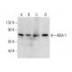 AIDA-1 Antibody (C-10) - Western Blotting - Image 157531 