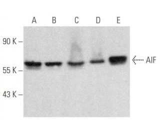 AIF Antibody (E-1) - Western Blotting - Image 354573