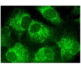 AIFL Antibody (A-9) - Immunofluorescence - Image 295351 