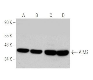 AIM2 Antibody (B-8) - Western Blotting - Image 349106 