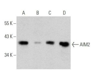 AIM2 Antibody (F-11) - Western Blotting - Image 356310 