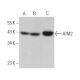 AIM2 Antibody (F-11) - Western Blotting - Image 369856