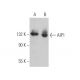 AIP1 Antibody (E-8) - Western Blotting - Image 373579