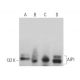 AIP1 Antibody (F-3) - Western Blotting - Image 365467