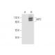 AIP2 Antibody (A-5) - Western Blotting - Image 68462