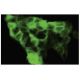 AIP5 Antibody (5AA) - Immunofluorescence - Image 35635