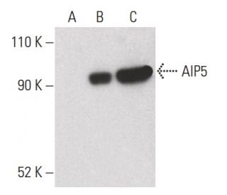 AIP5 Antibody (F-3) - Western Blotting - Image 399660